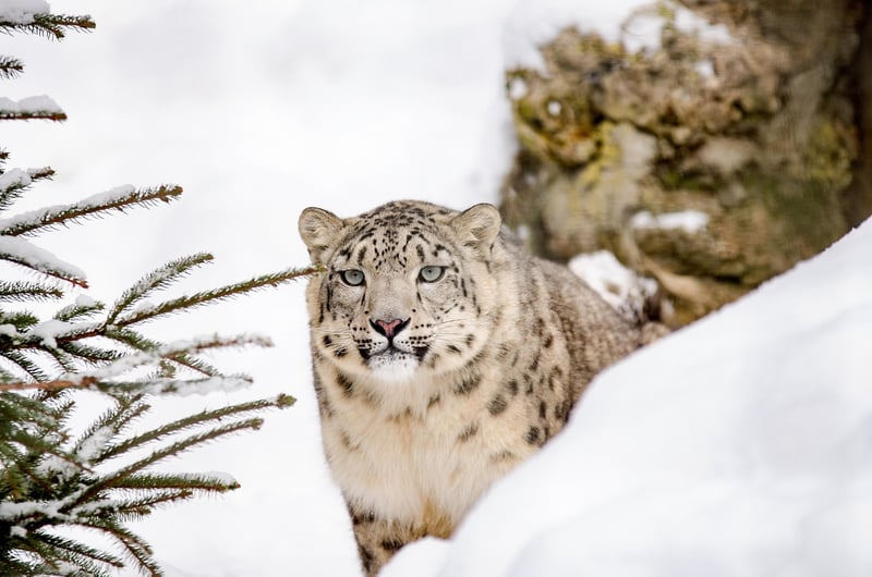 Leopard in the wild